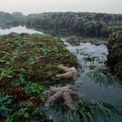 Sea Star Wasting Survey