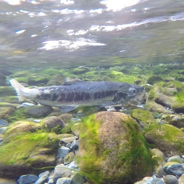 Fishy Forests: Investigating the Relationship Between Cedars + Salmon