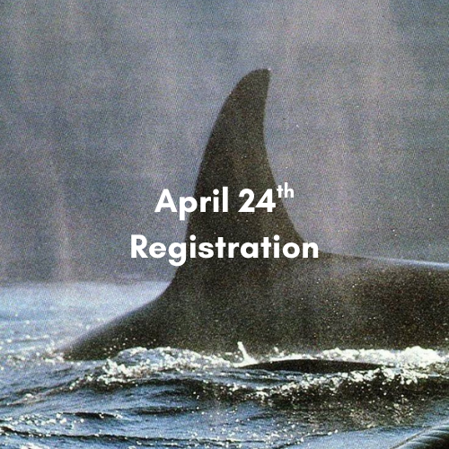 Pro-D Day Program: Whale Themed!