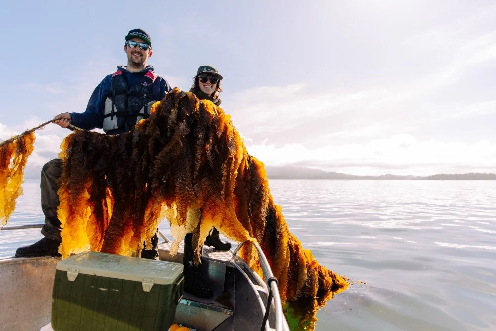 Largest Kelp Restoration Project on the Pacific Coast Launches in Clayoquot Sound 