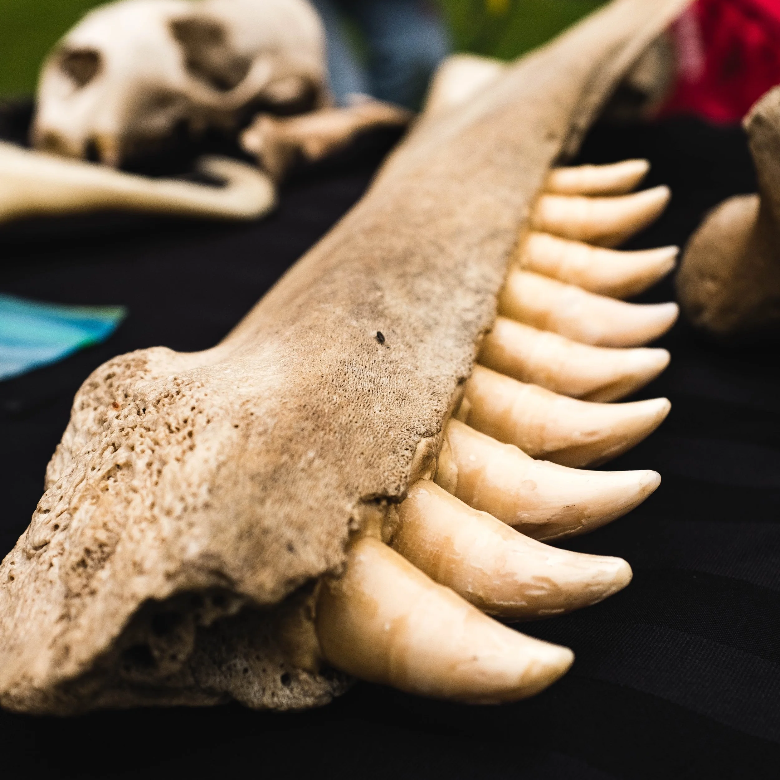 Maritime Kids Days- Tofino!