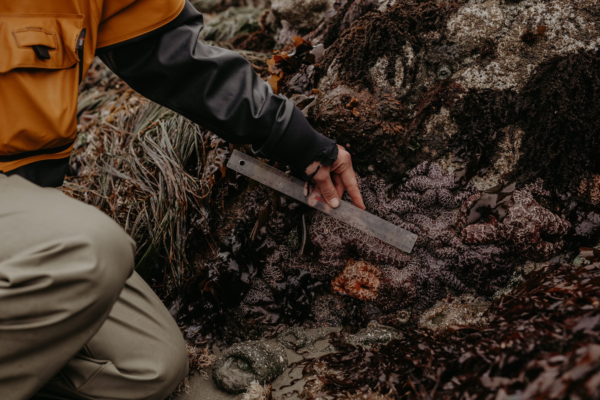 RFRS Seastar Survey 2024-6003.jpg