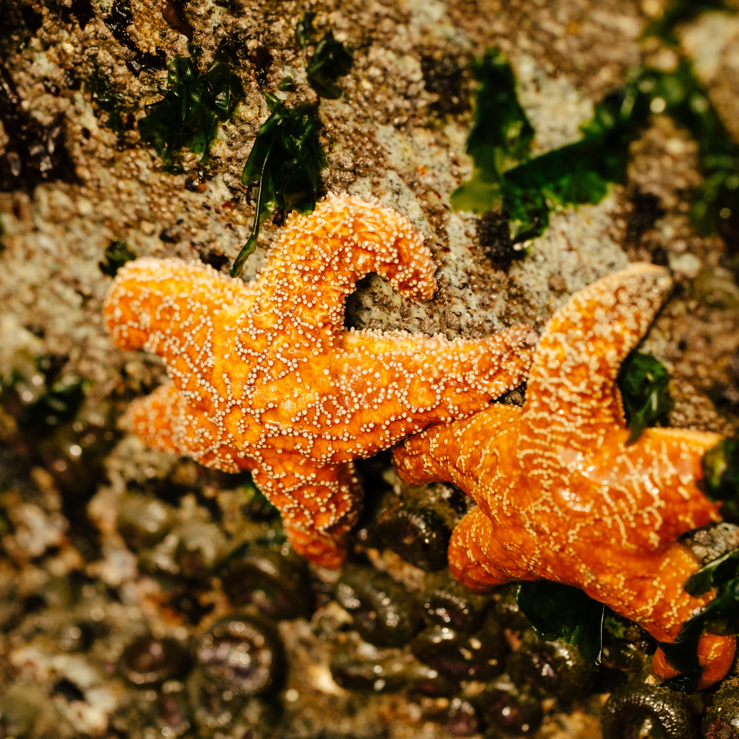 Untitled design (19).png