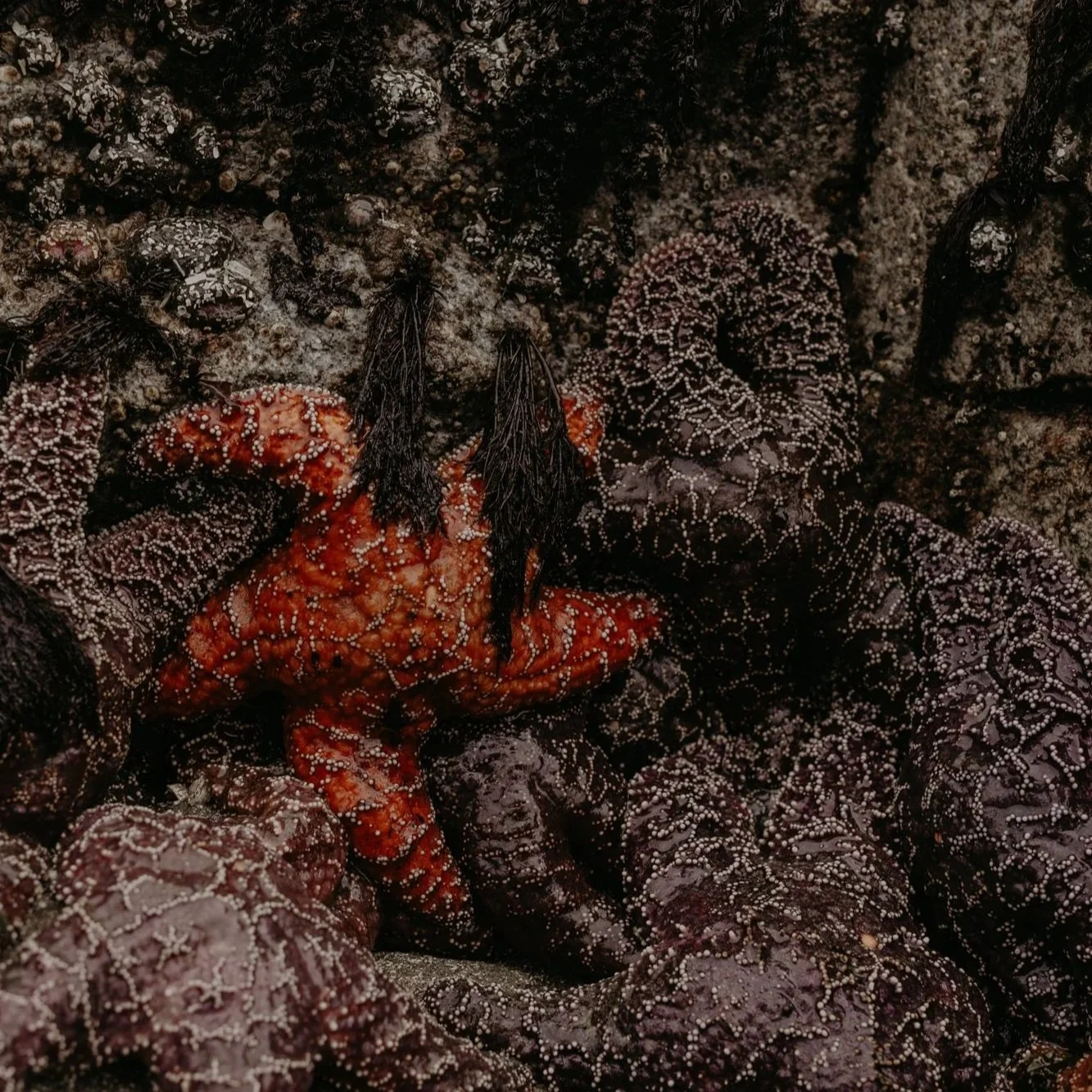 Sea Star Survey at Tonquin Beach