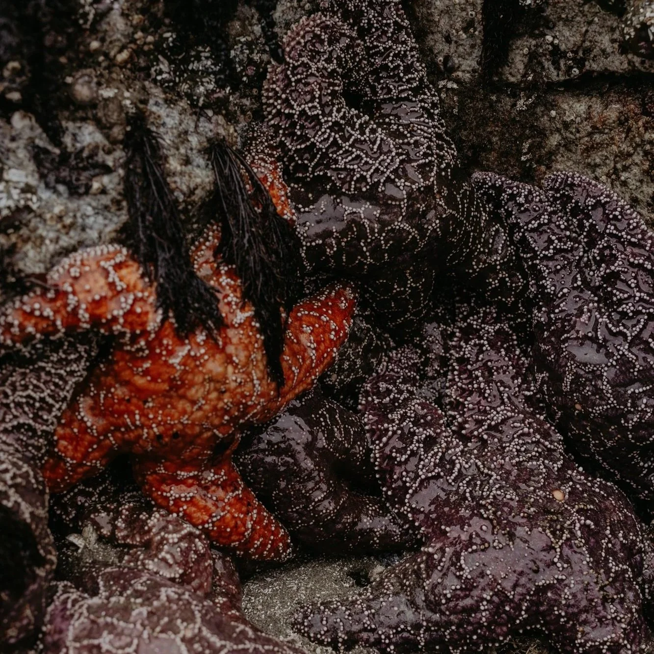 Sea Star Survey at Tonquin Beach