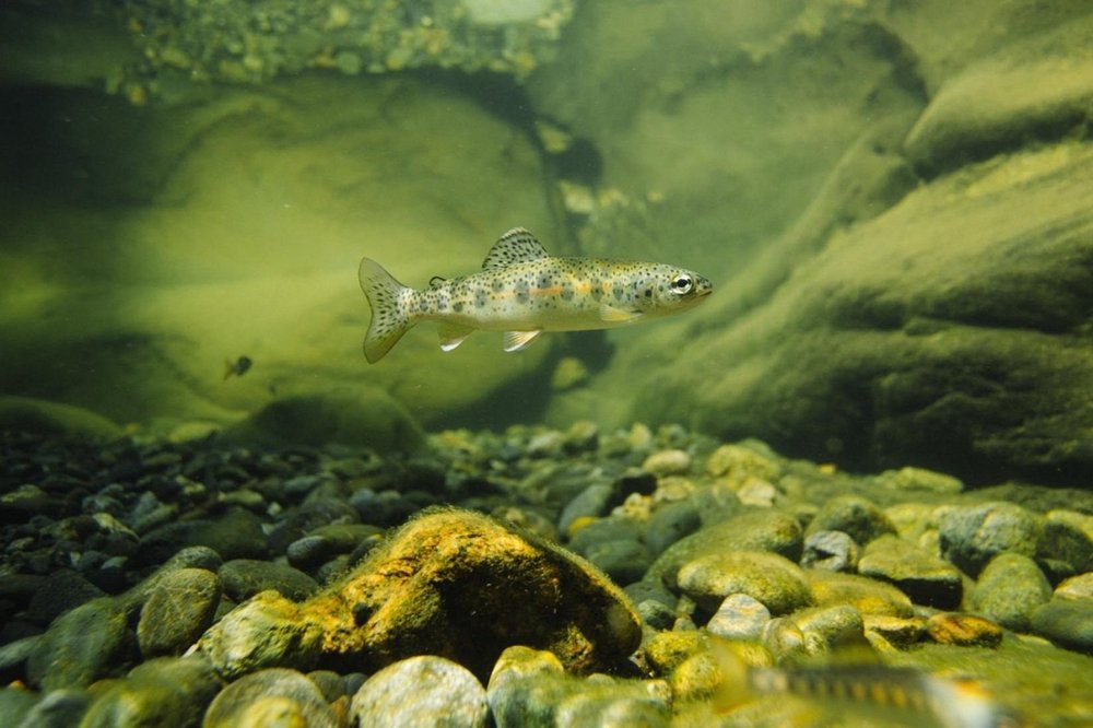 Refection Fish About — Redd Fish Restoration Society