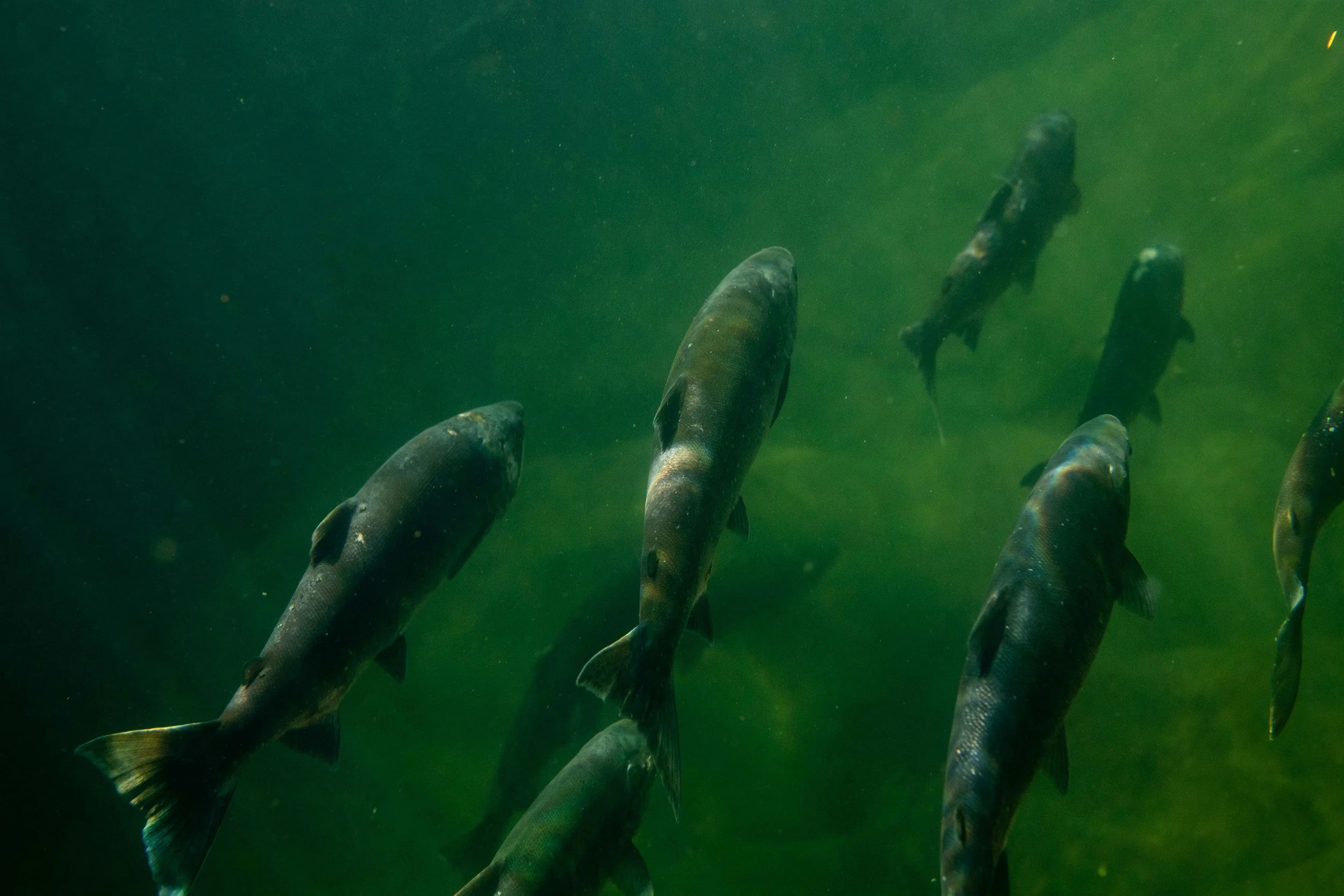 CALL TO ACTION: Renew the BC Salmon Restoration and Innovation Fund (BCSRIF)