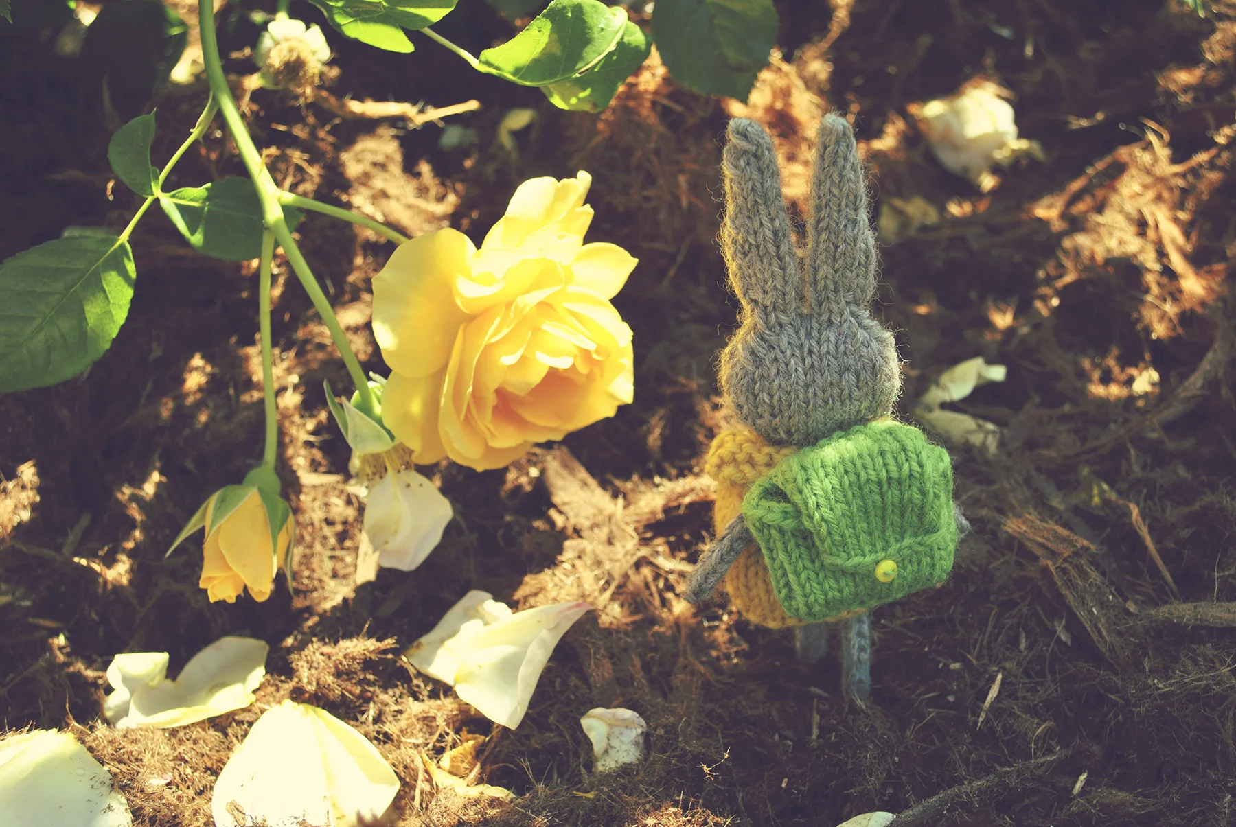rose_garden2.jpg