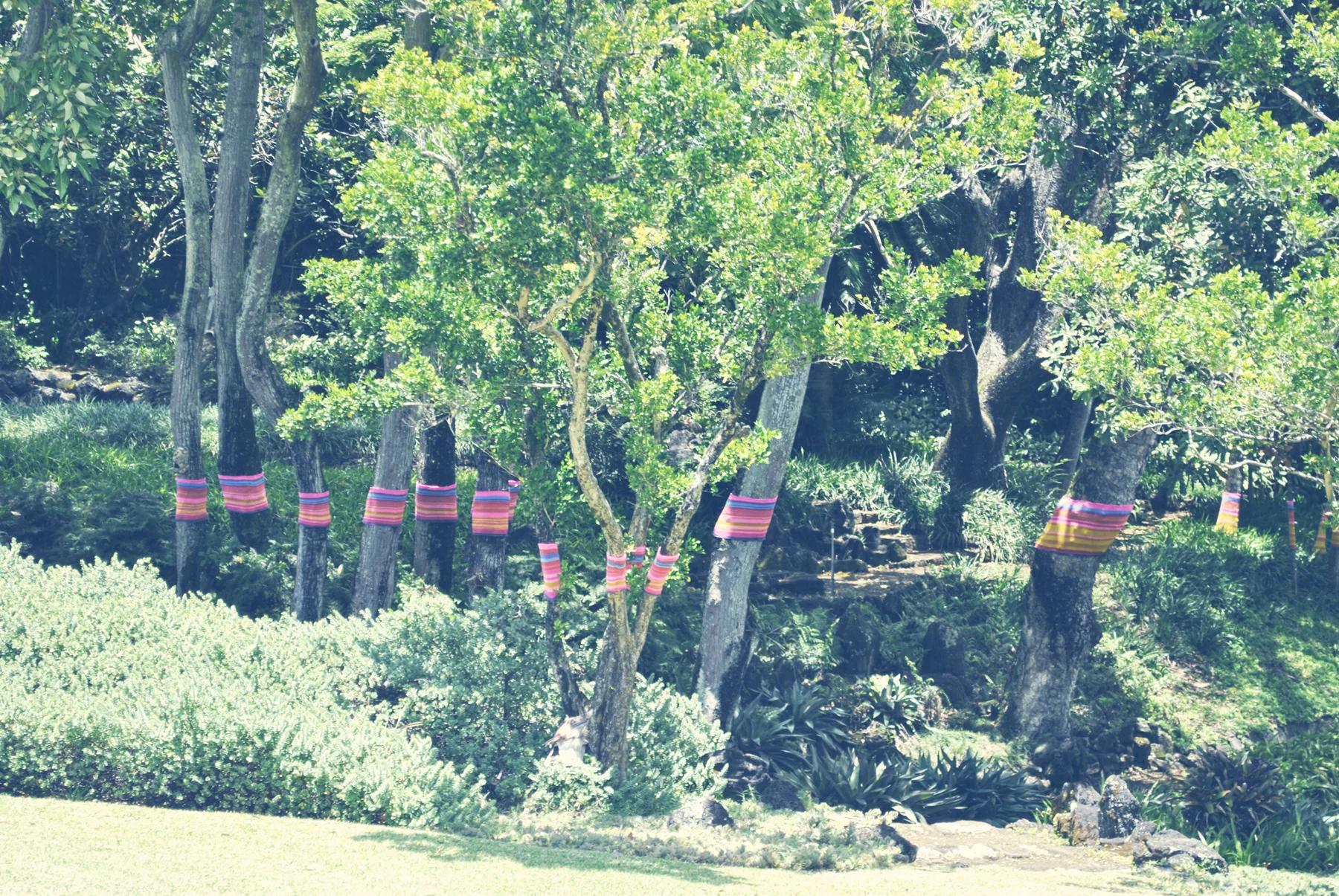 grove5_full.jpg