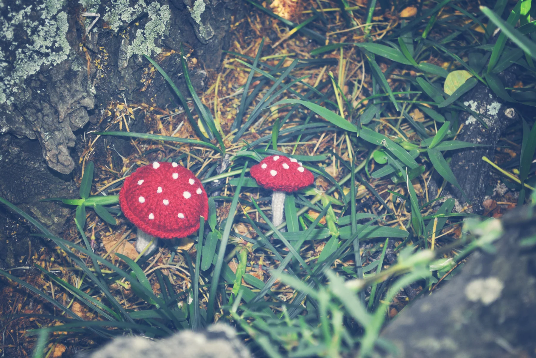 shrooms7_full.jpg