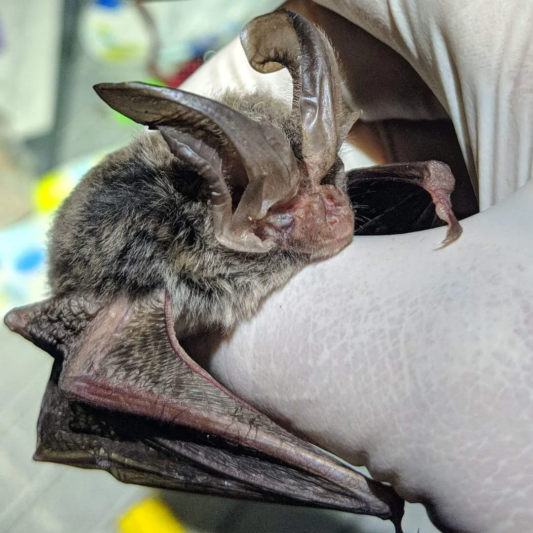 Biotope Forestry & Environmental, LLC.