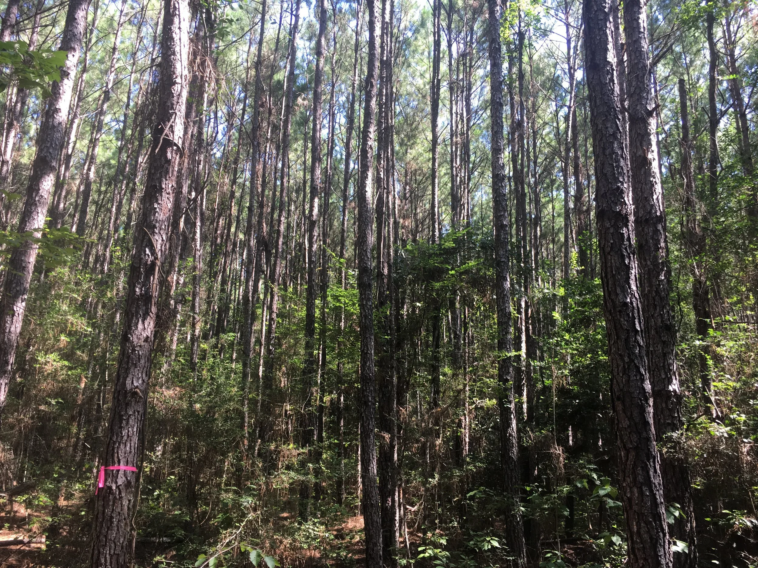 Biotope Forestry & Environmental, LLC.