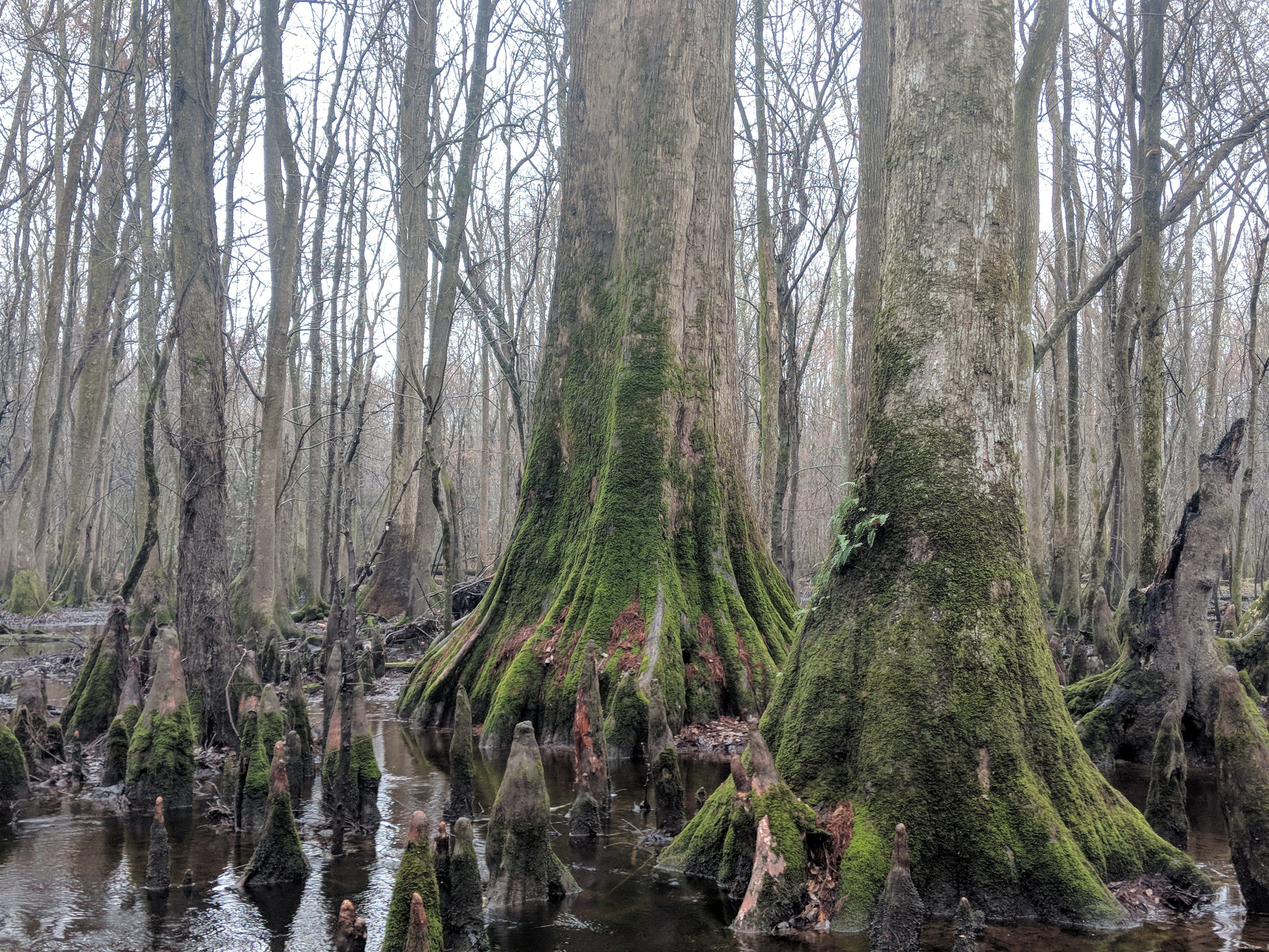 Forest Inventory & Assessment.jpg