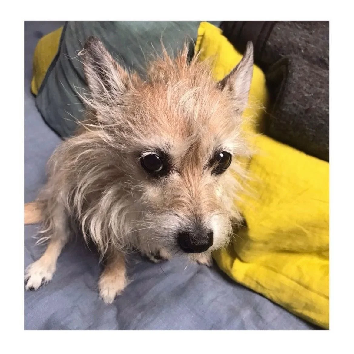 Zane would&rsquo;ve been at The Gates, waiting with bacon. She was not alone. Three of Us joined, breathing together, in her last moments. 

She arrived. She left. She broke a lot of hearts.

Big Seal Pup Eyes and Skippy Hips. 

I&rsquo;m pretty sure