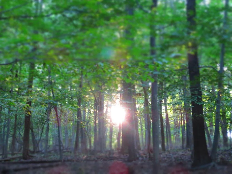 Backtonature.jpg
