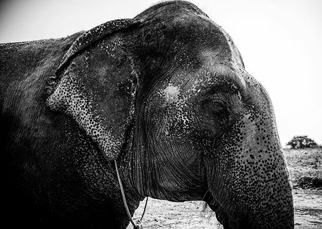 Memories &bull; Elephant &bull; Thailand &bull; 2017
.
.
.
. 
#elephant #thailand #babyelephant #gentilegiants #elephantrescue #saveelephants #sanctuary #wildlife #rescue #love #adventure #nature #nikon #nikond800 #photo #documentary #documentaryphot