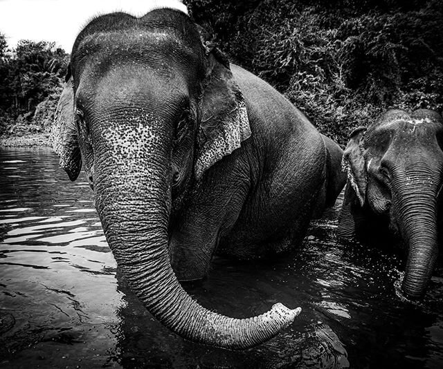 Moments &bull; Elephants &bull; Thailand &bull; 2017
.
.
.
. 
#elephant #thailand #babyelephant #gentilegiants #elephantrescue #saveelephants #sanctuary #wildlife #rescue #love #adventure #nature #nikon #nikond800 #photo #documentary #documentaryphot