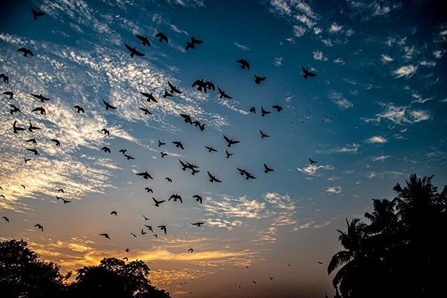 Birds &bull; Flying through Sunsets &bull; Burma &bull; 2017
.
.
.
.
#sunset #birds #flying #nature #sky #colors #peace #love #light #movement #burma #myanmar #photo #photography #journalism #documentary #travel #travelphotography #photographer