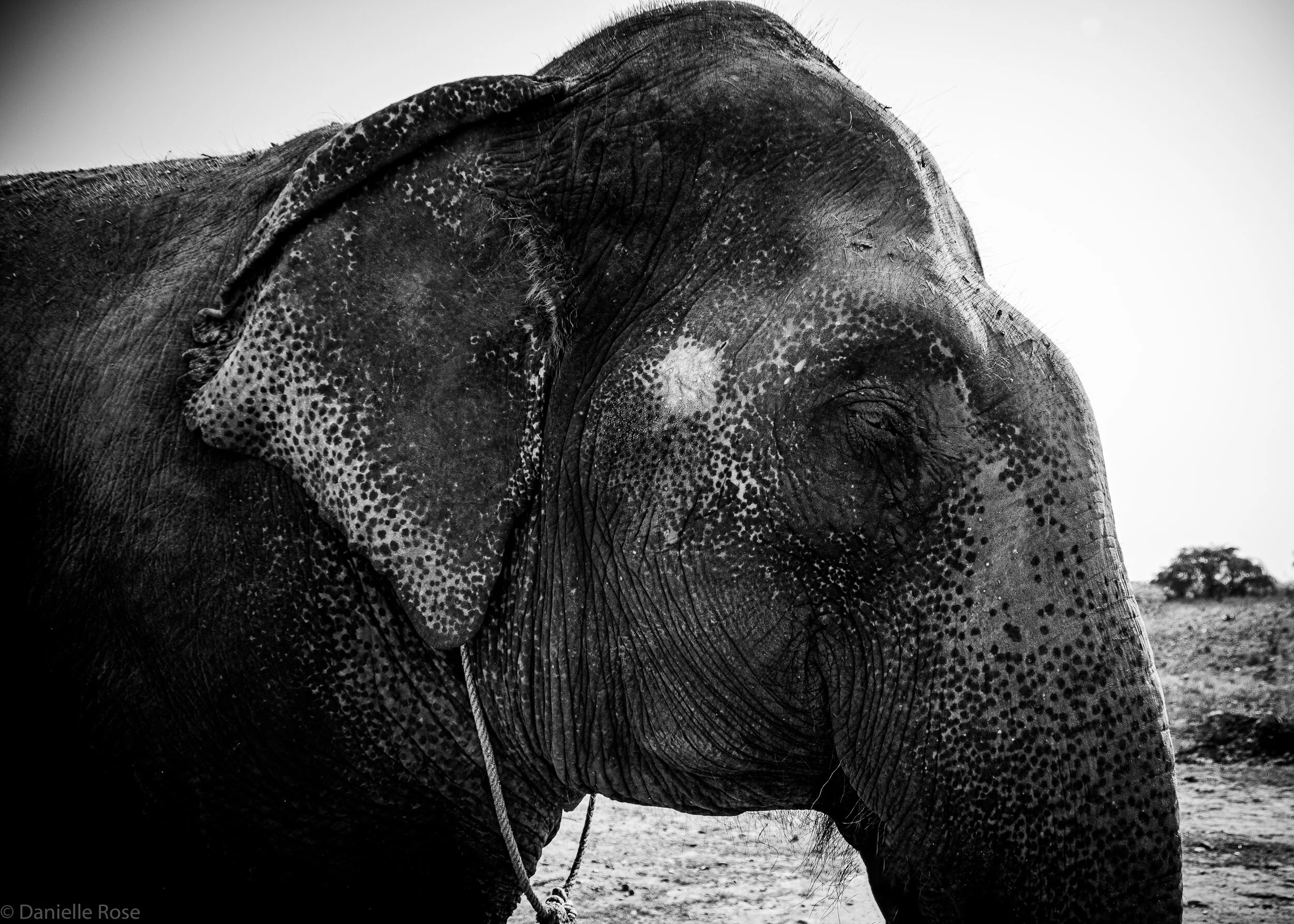 Elephants 2017-2.jpg