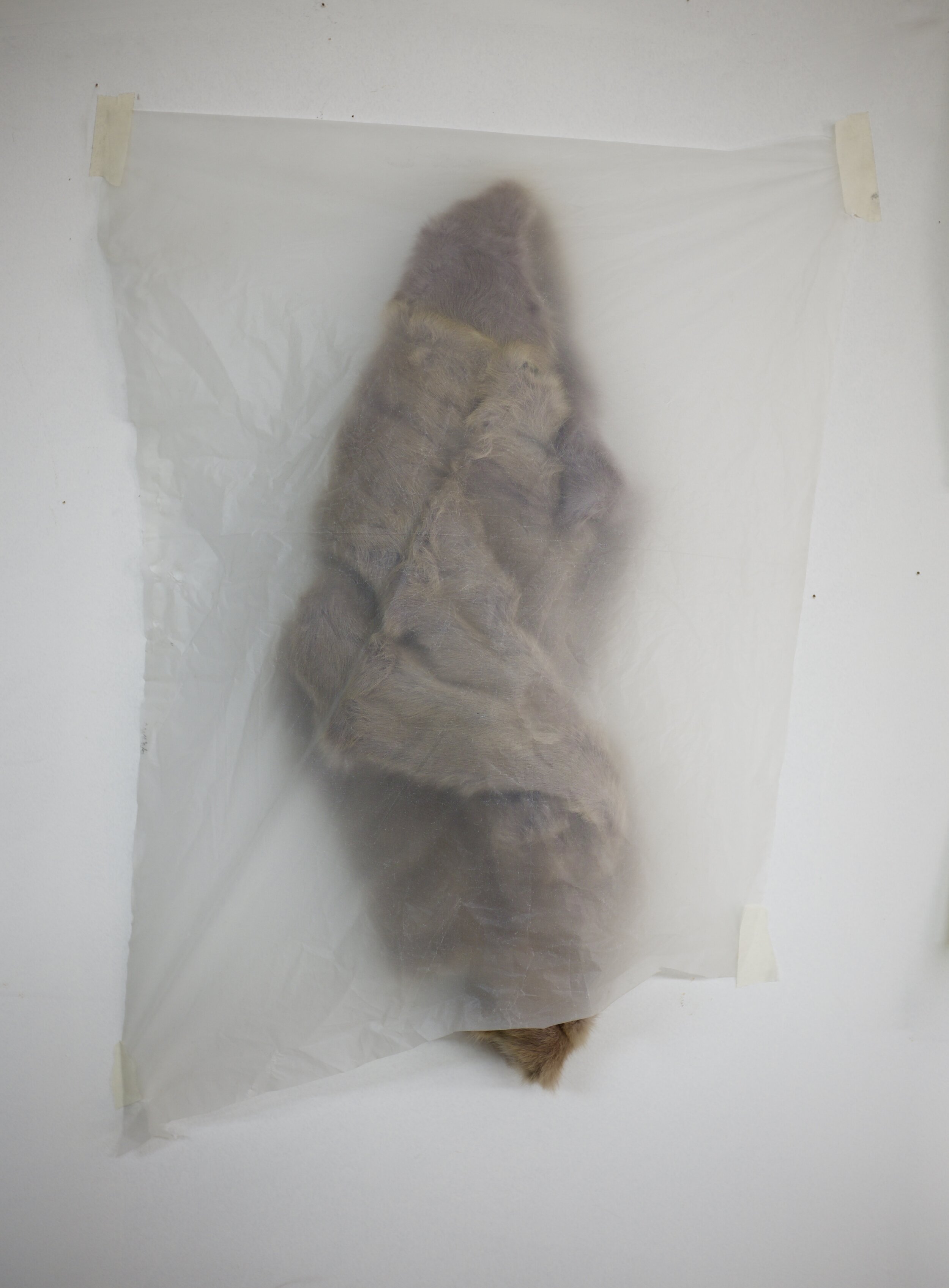  here.    fur &amp; plastic sheeting. 2019. 