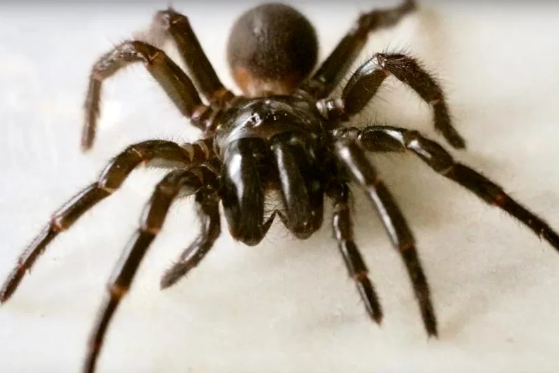 funnel_web.jpg