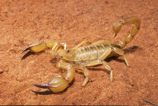 OP013_Scorpion_Elizabeth Ta.jpg