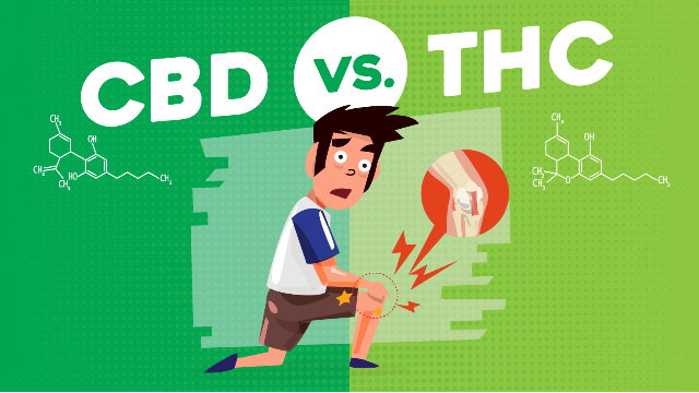 best-marijuana-for-pain-relief-cbd-or-thc-strains-311353.png