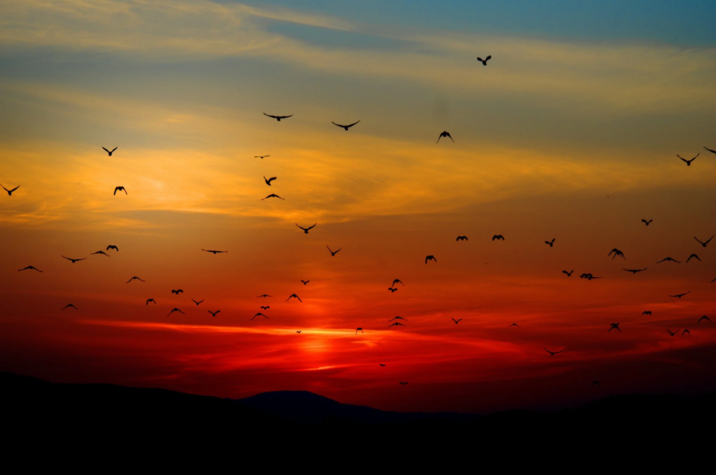 birds.jpg