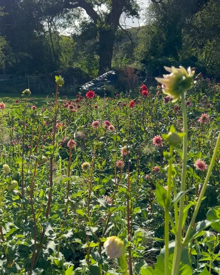 Had the most idyllic day @bosleypatch, a flourishing market garden on the outskirts Henley bursting with fresh vegetables, stunning herbs and beautiful flowers. 

I have never seen so many colourful dahlias in one place - just stunning - we had the c