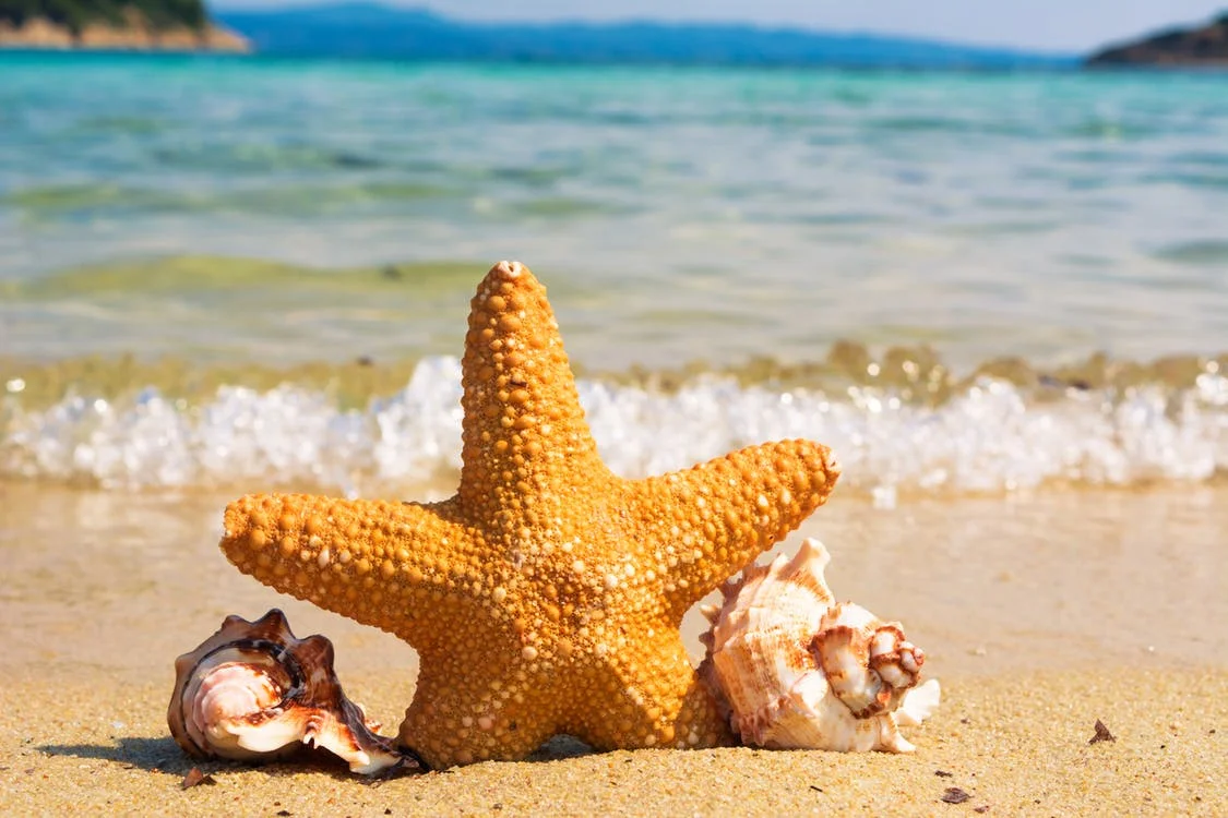 summer starfish.jpg