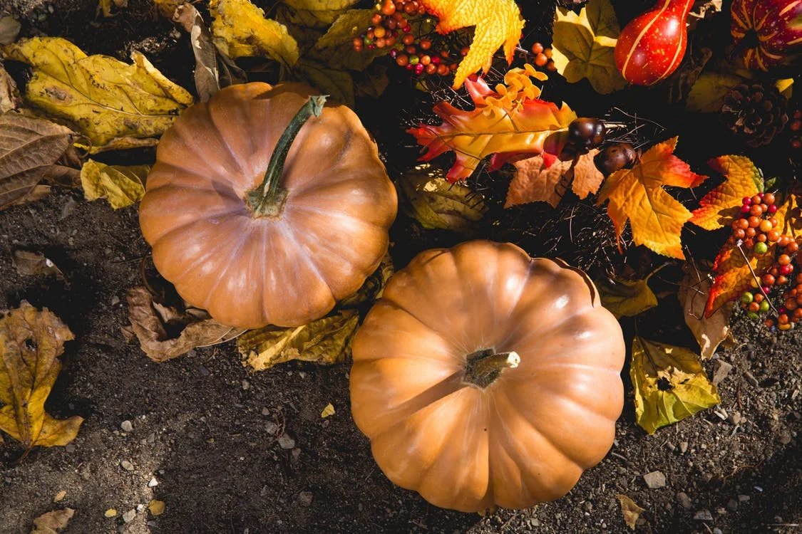 pumpkins thanks.jpg