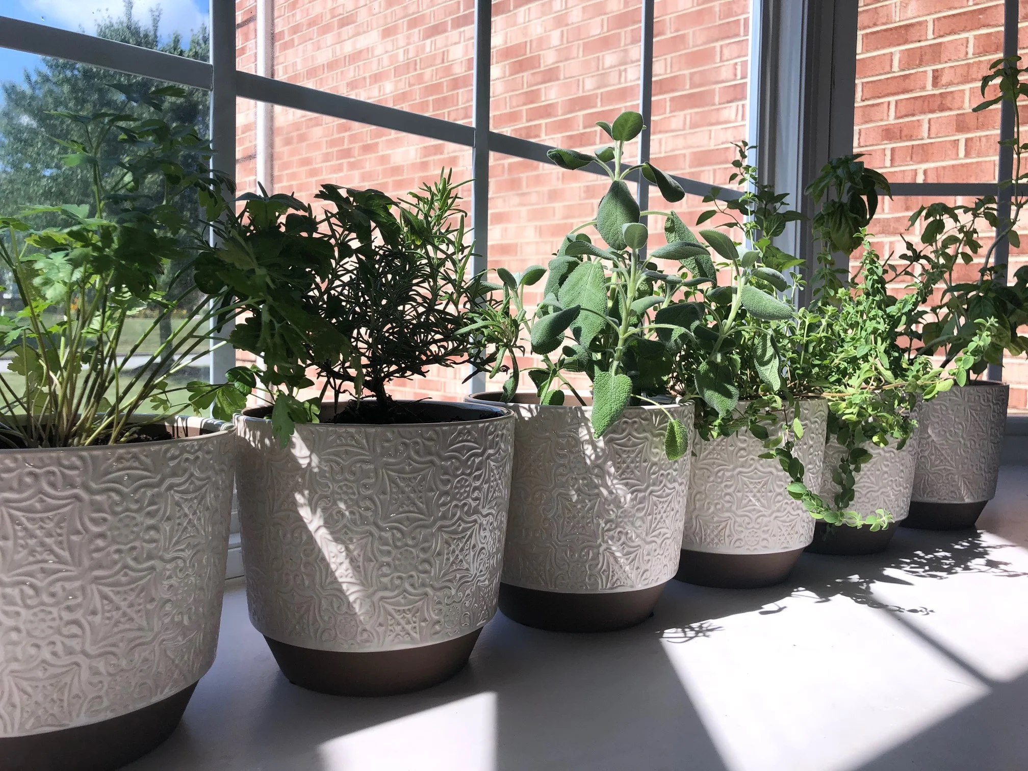 A Lesson About Herbs