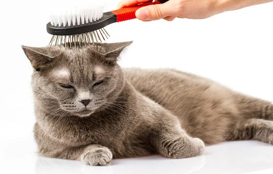 catgroom.jpeg