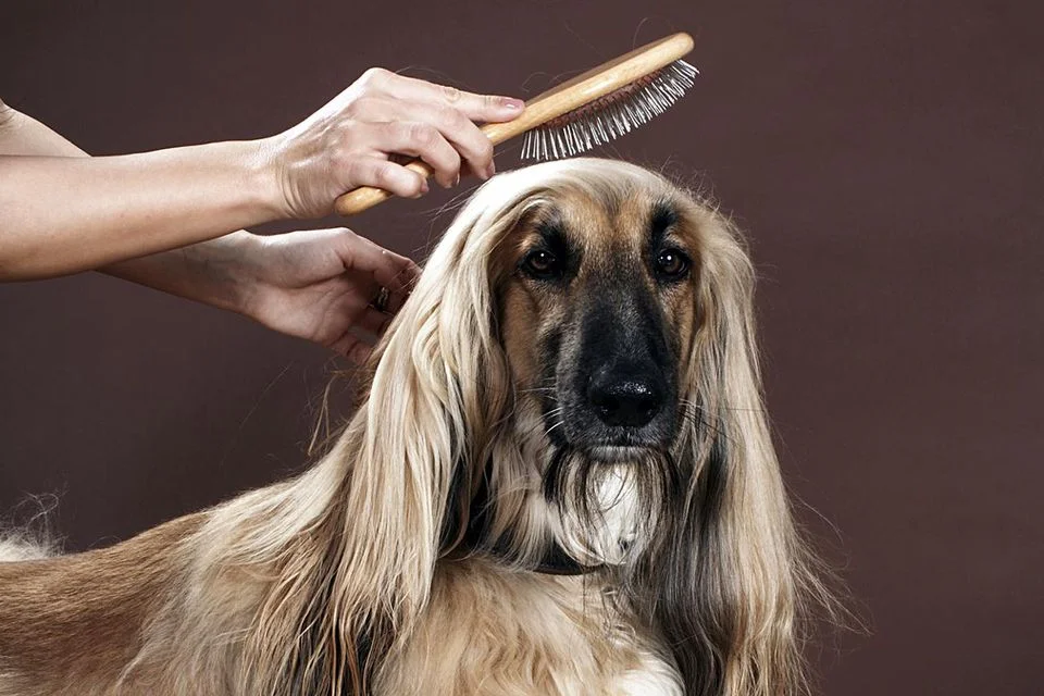 brush.jpg