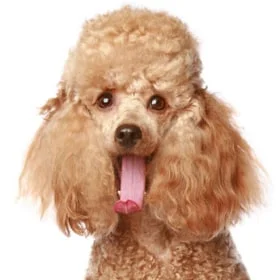 poodle.jpg
