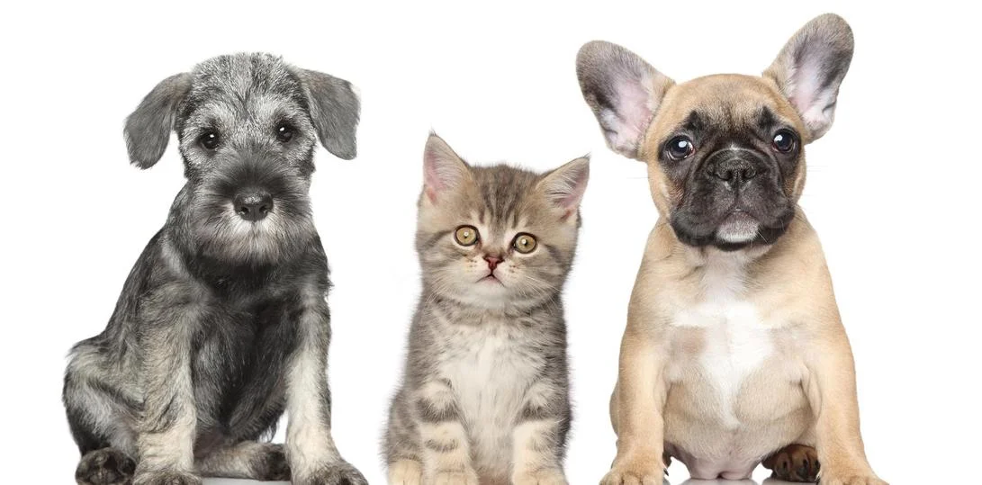 pets.jpeg