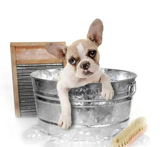 puppybath.jpeg