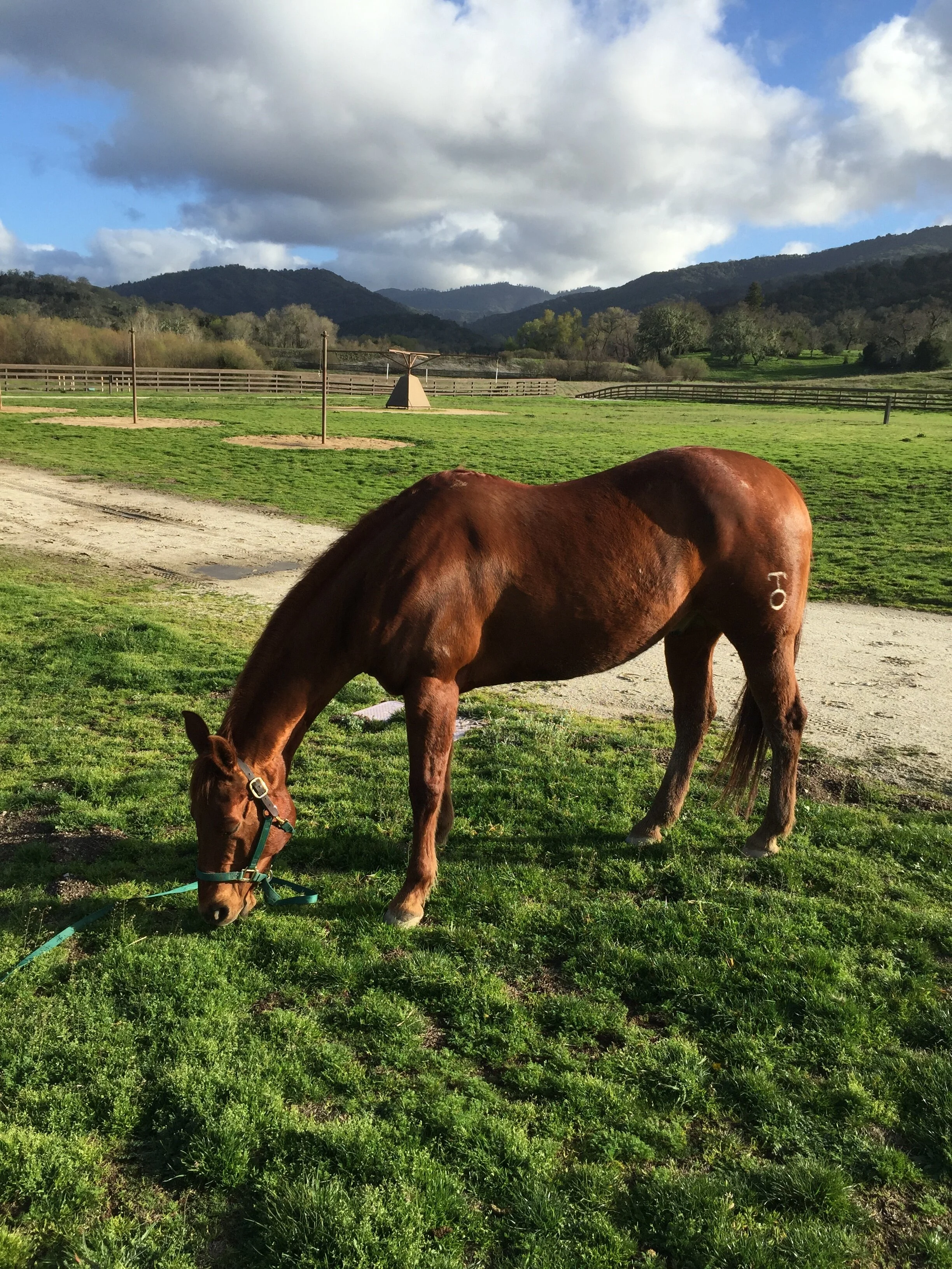 The Hero of Heart to Horses