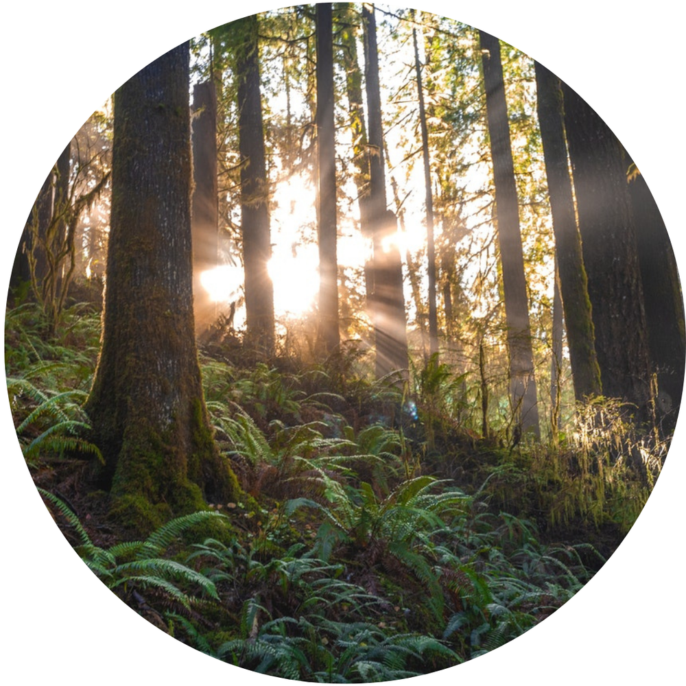 This Christmas we are turning virtual trees into real trees! — Tassomai