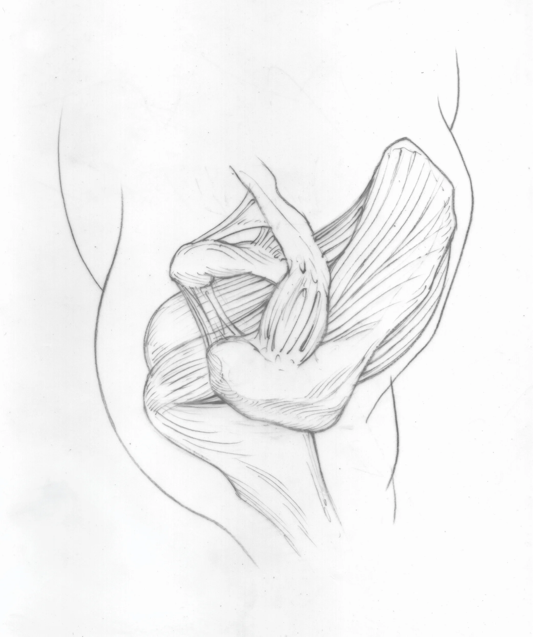 Superior view of Shoulder