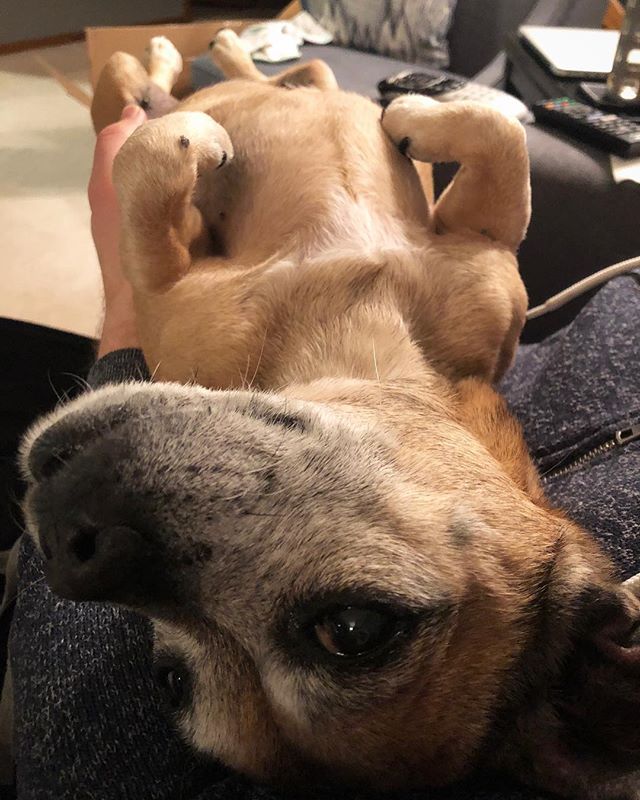 She still does puppy things. #NationalPuppyDay
