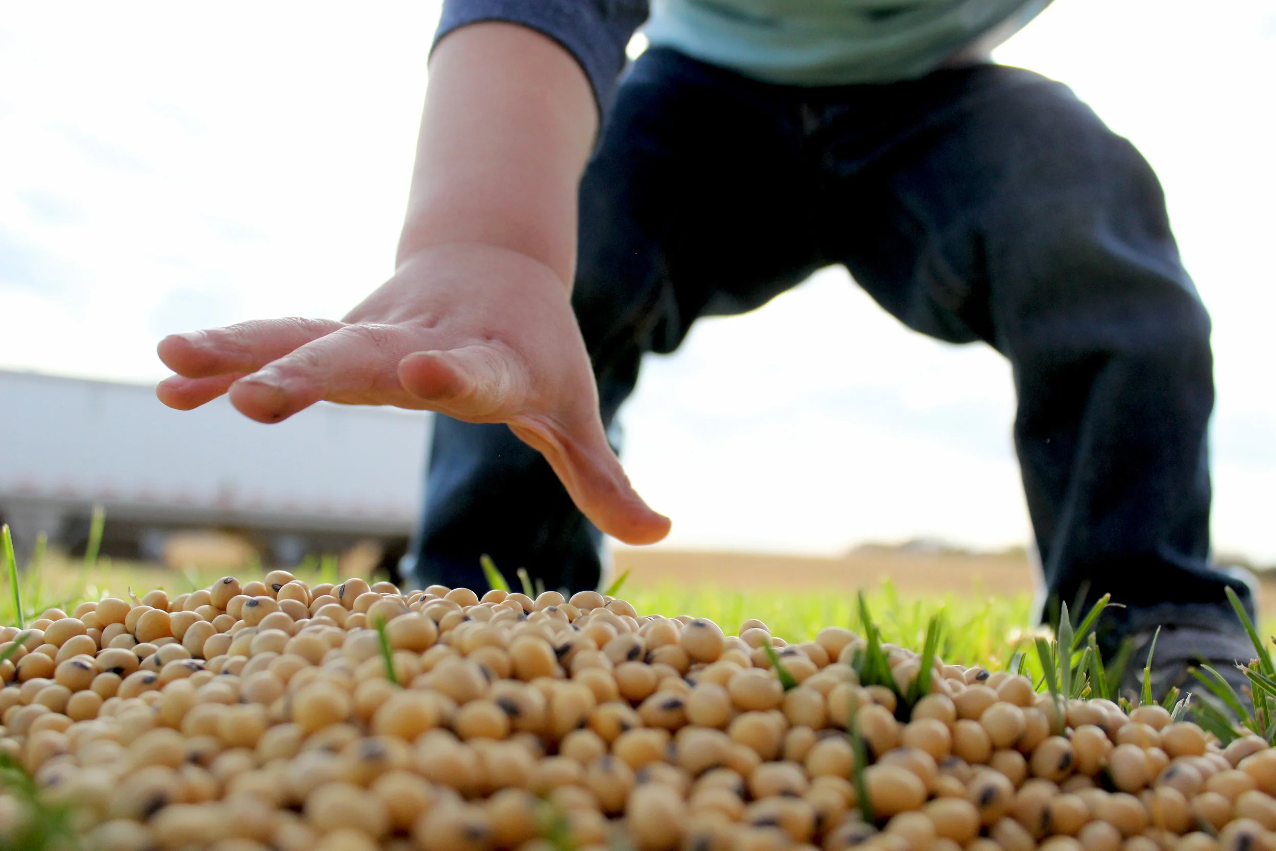 Soybeans and Micah.jpg