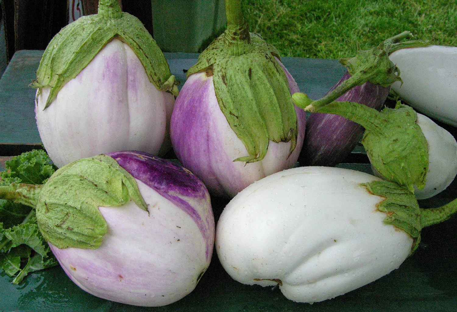 eggplant a.jpg