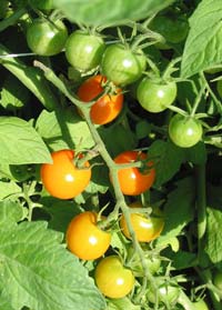 Sungold-Cherry-Tomatoes.jpg