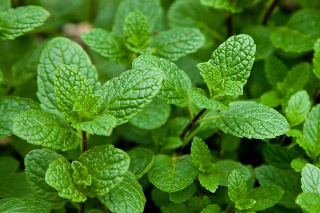 Herb Mint Berries N Cream 4 Pot Markristo Farm Herb Mint Berries N Cream 4 Pot Markristo Farm