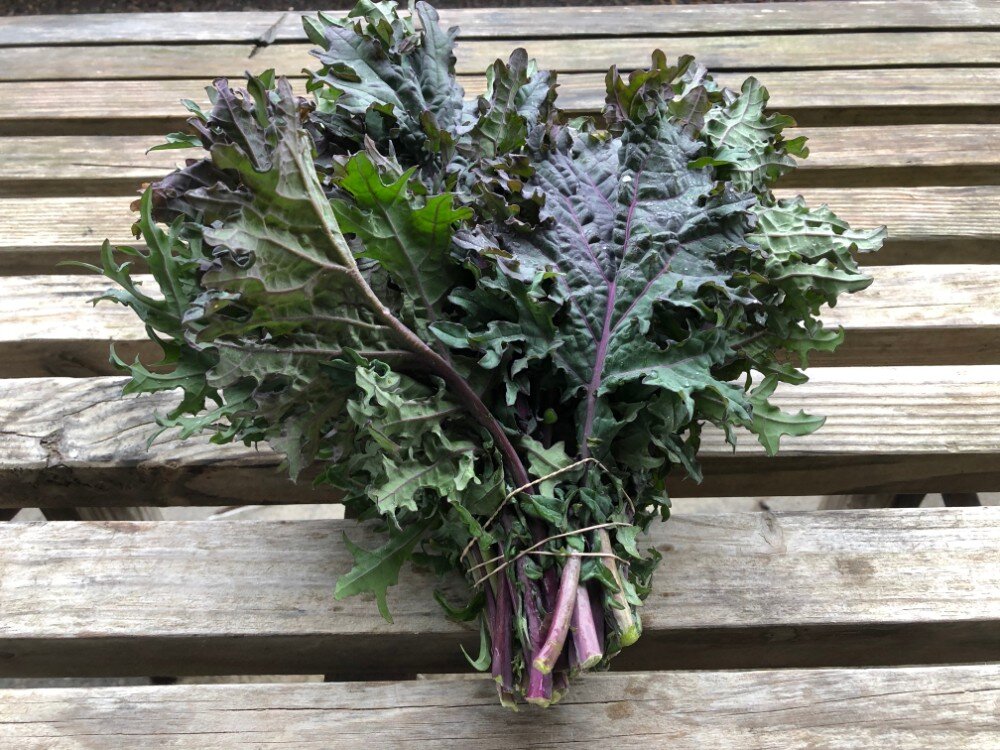 Fresh Organic Red Russian Kale - bunch Markristo Farm