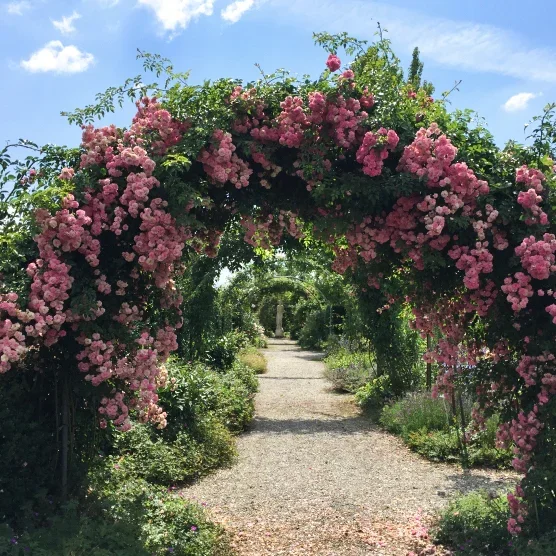Pink flowering arch over a gravel garden path with greenery and trees beneath a blue sky.