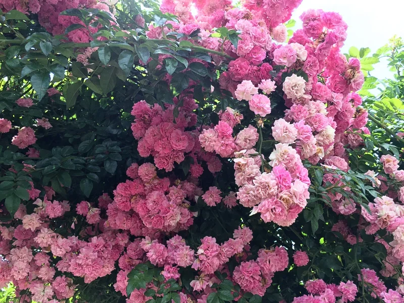 A bush filled with clustered pink flowers and green leaves.