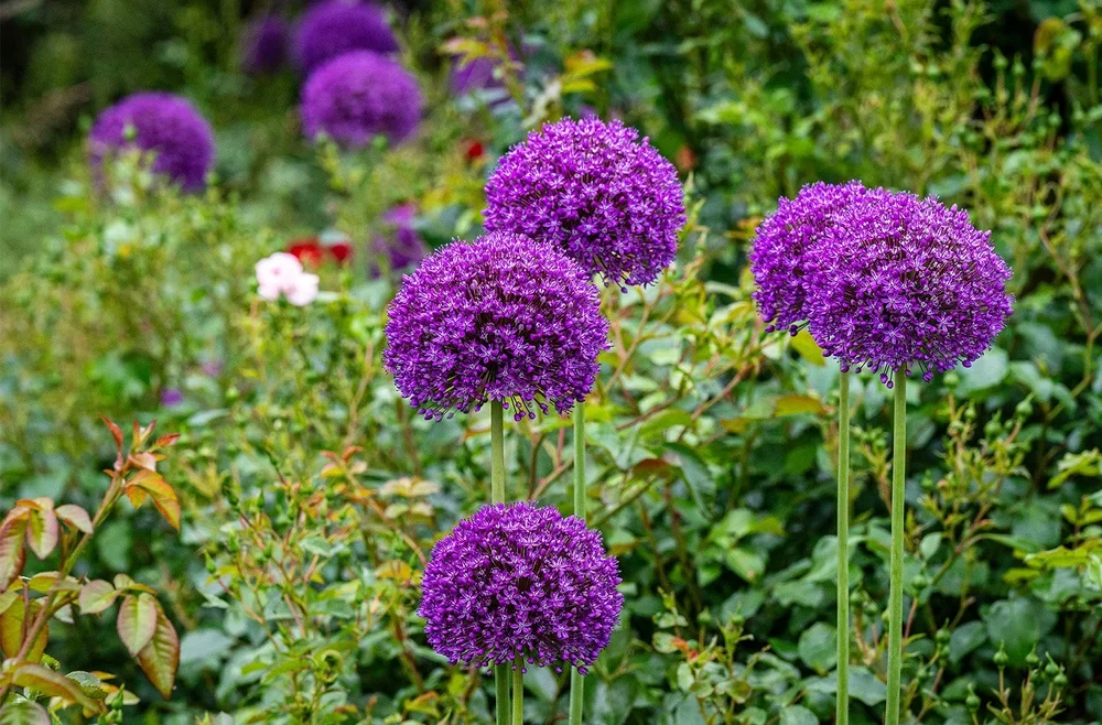 002_Hauenstein_Schaugarten_Rafz.webp