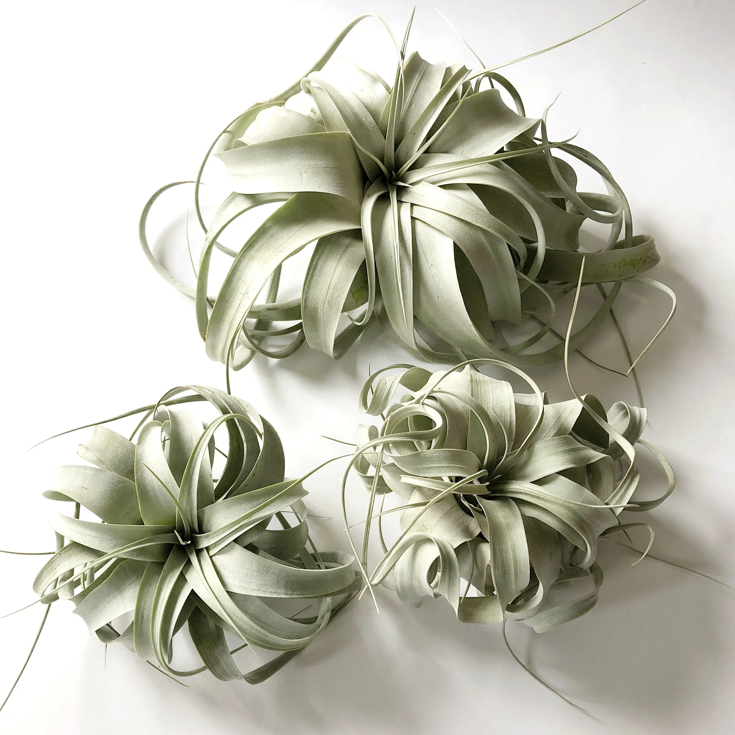 xerographica.jpg